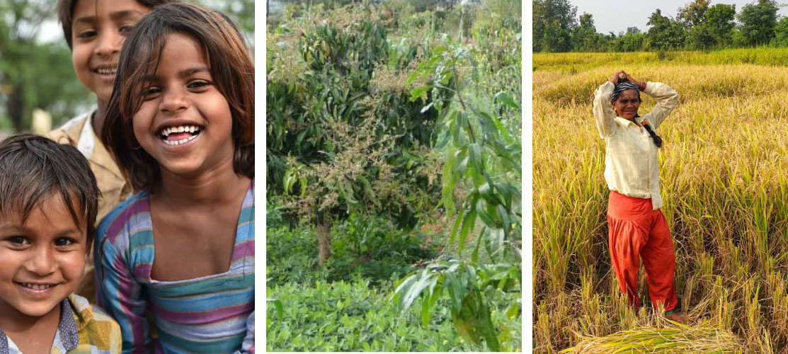 naturesse-protección del clima-arroz-bosques