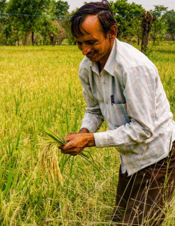 Proyecto superficie de cultivo de arroz
