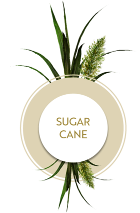 Icon with plants sugar cane