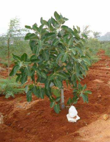 Proyecto de protección del clima Bosques