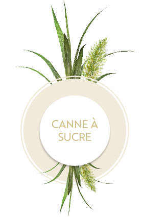 Icône avec plante canne à sucre