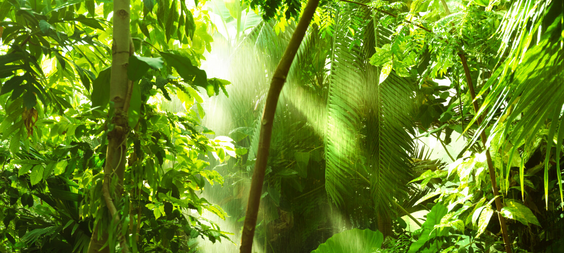 Rain forest with plants