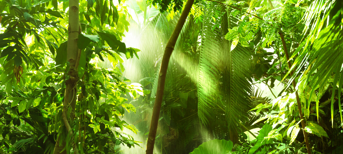 Regenwald mit Pflanzen Regenwald mit Pflanzen