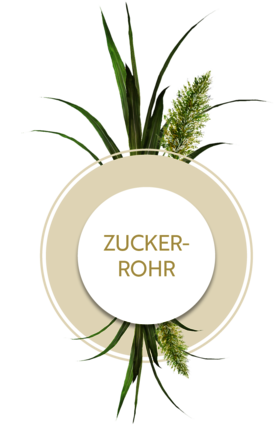 Icon mit Pflanze Zuckerrohr